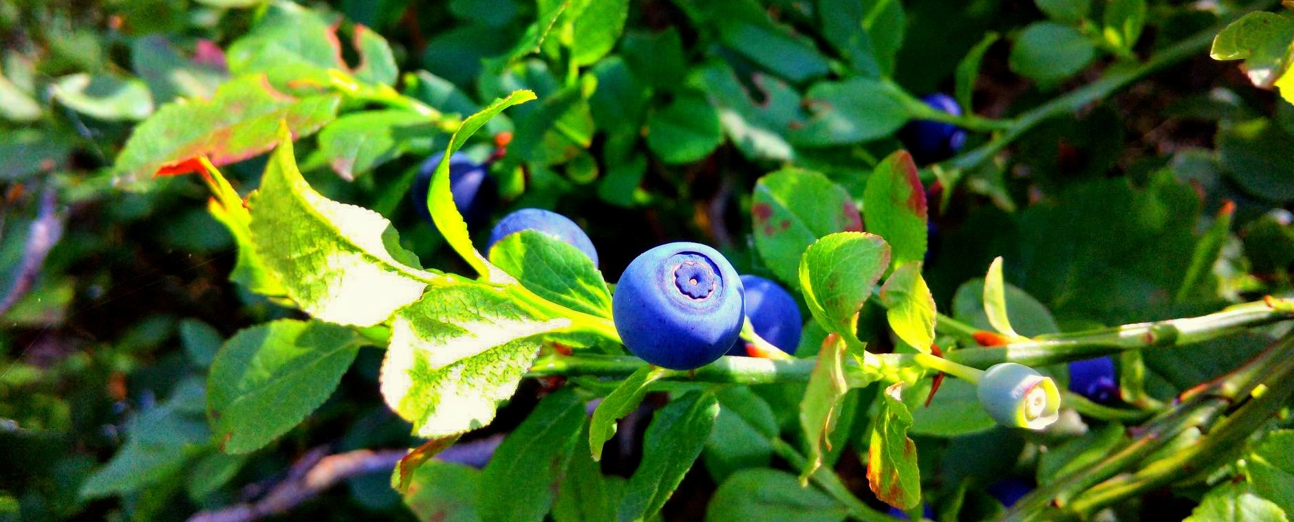 Blueberry or bilberry? What’s the difference? Blog Discover
